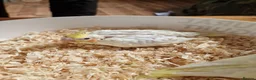 Cockatiels birds for sale: Juvenile Range of cockatiels in Manchester - Advert 3