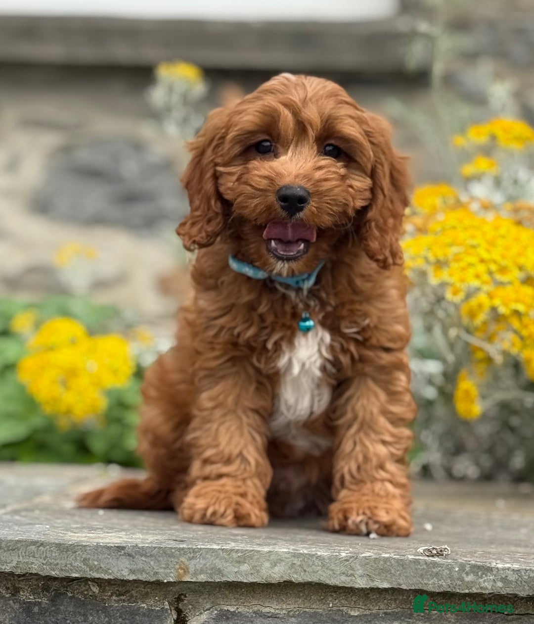 Cavapoo dogs for sale: Outstanding litter of deep red cavapoos - Image 6