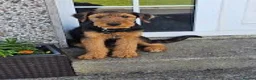 Airedale Terrier dogs for sale: My test dogs litter  - Advert 5