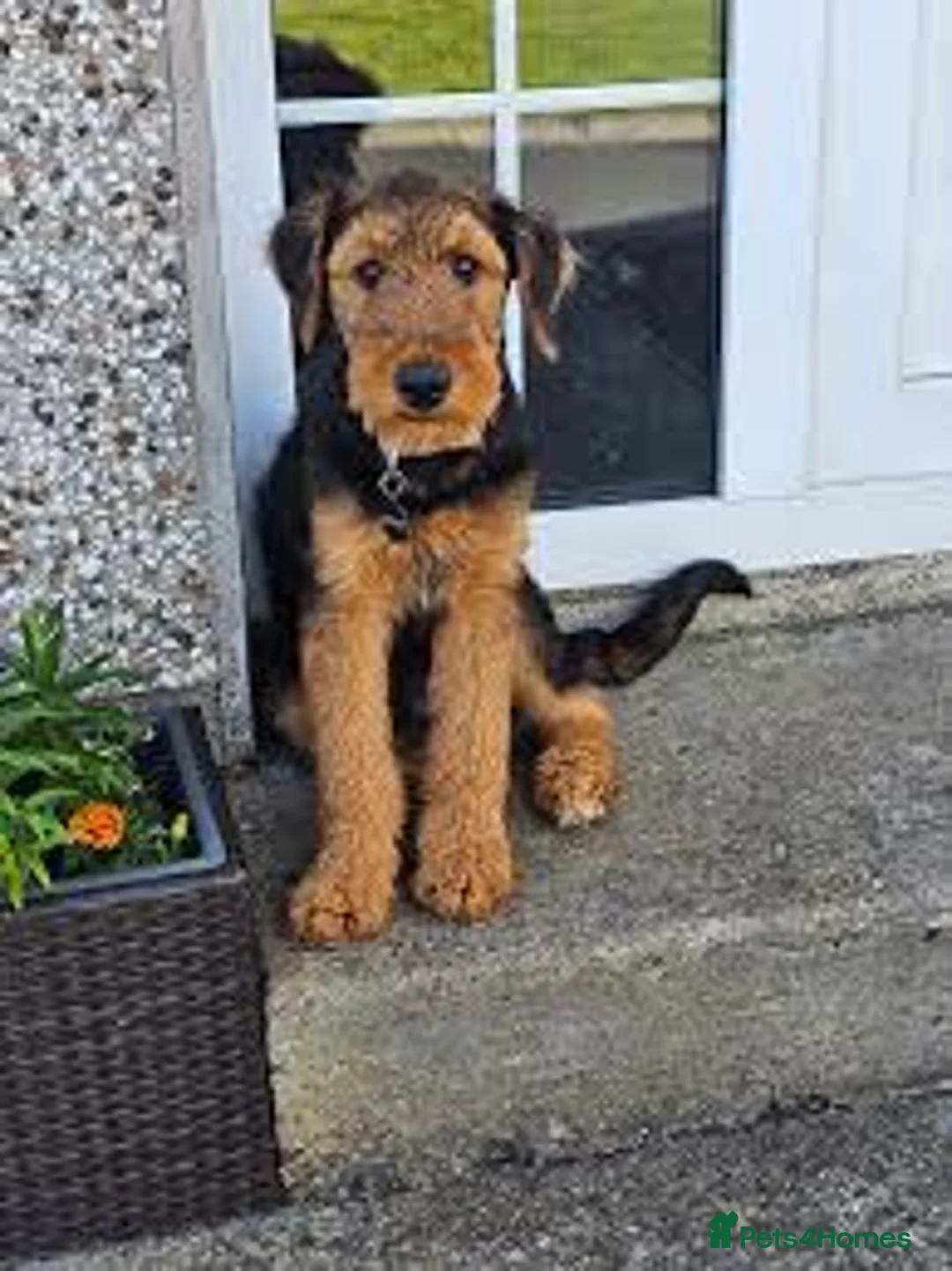 Airedale Terrier dogs for sale: My test dogs litter  - Advert 5