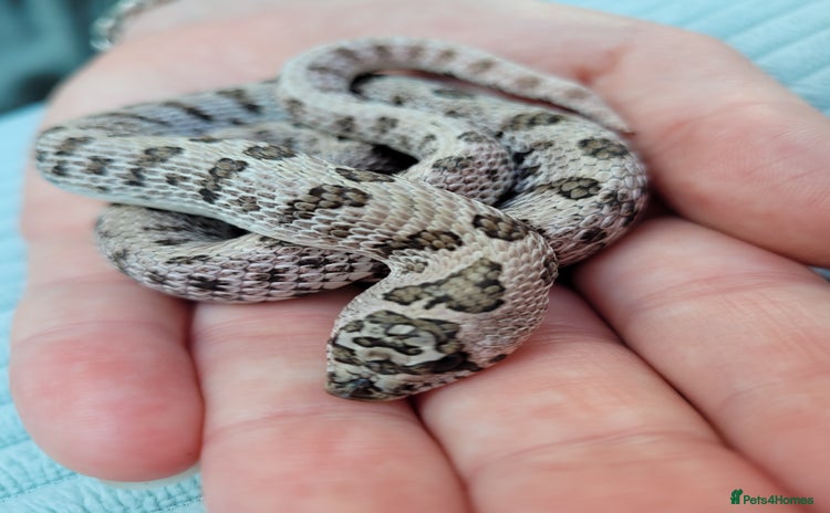 Snake reptiles - Advert 4