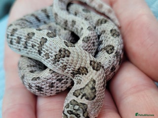 Snake reptiles - Advert 4