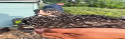 Chickens poultry for sale: Mixed selection of hybrids  in Southampton - Advert 1