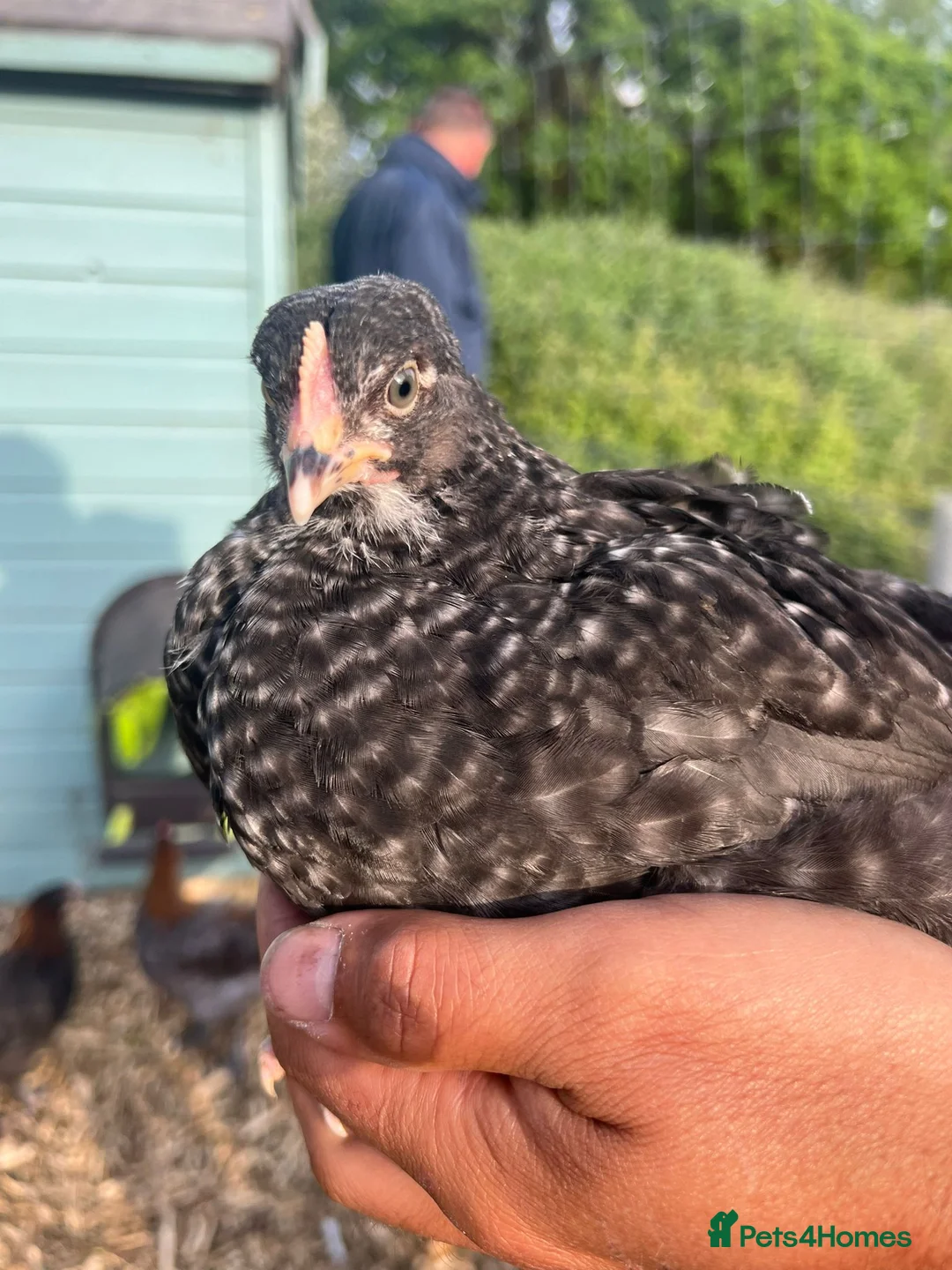 Chickens poultry for sale: Mixed selection of hybrids  in Southampton - Advert 1
