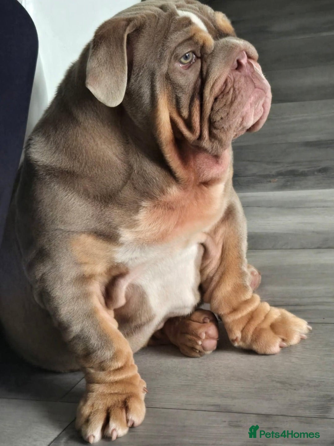 English Bulldog dogs for sale: English bulldog - Image 4