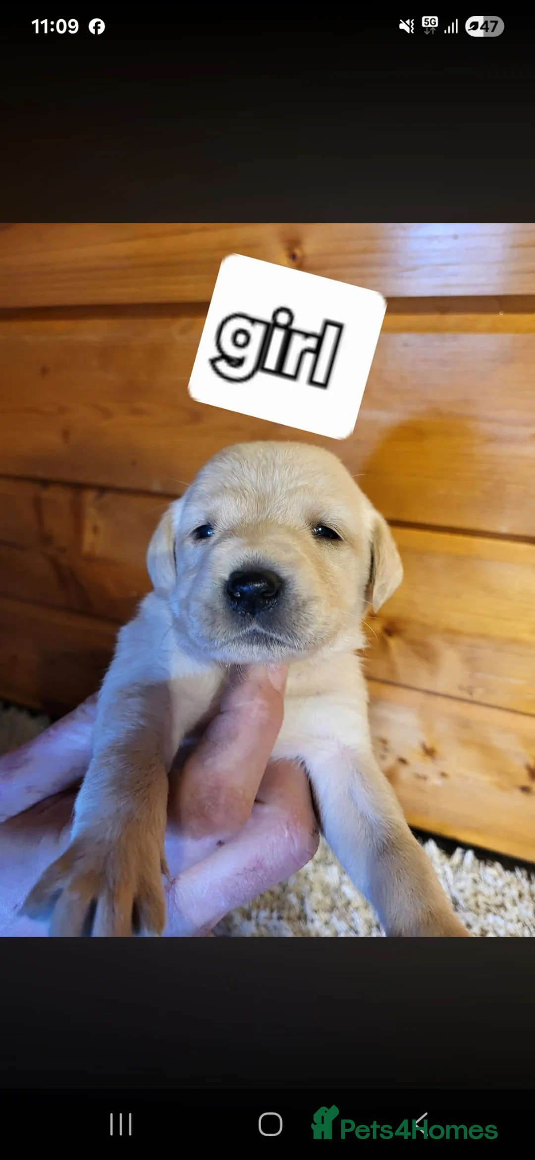 Labrador Retriever dogs for sale: Labrador puppies  in Wisbech - Advert 2