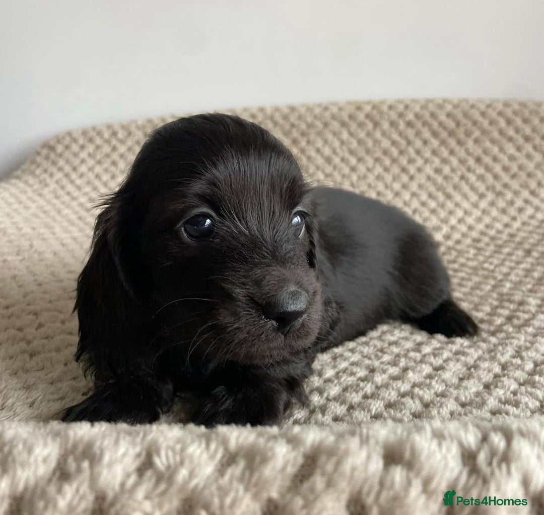 Miniature Dachshund dogs for sale: Miniature Purebred Dachshund Puppies - Image 11