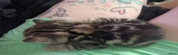 Mixed Breed cats for sale: X2 Female Kittens hand reared in Redcar - Advert 6