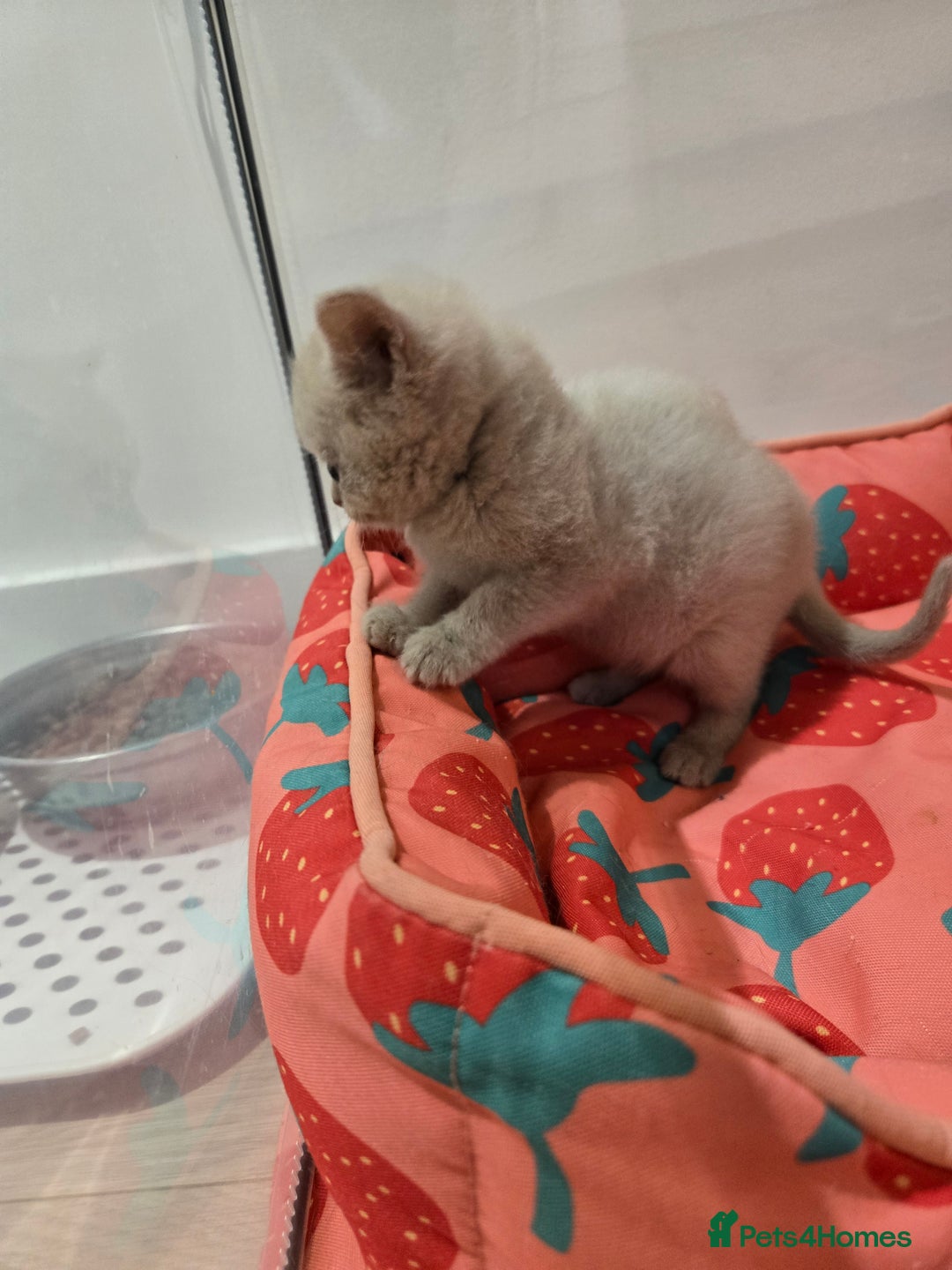 British Shorthair cats for sale: RARE Fawn British Shorthair Kitten £1000 - Advert 3