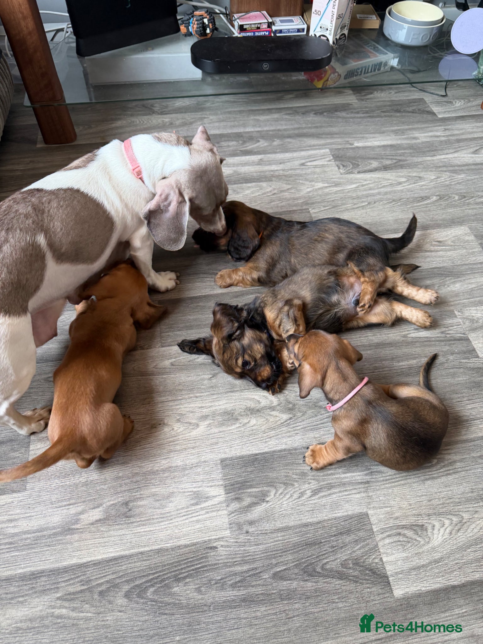 Miniature Dachshund dogs Miniature dachshund puppies for sale  - Advert 5