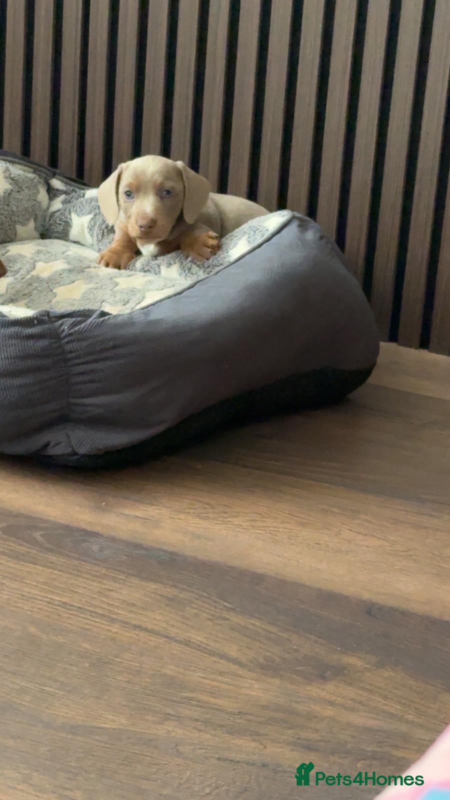 Miniature Dachshund dogs Miniature daschund puppies  - Advert 2