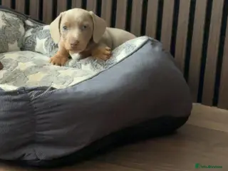 Miniature Dachshund dogs Miniature daschund puppies - Advert 2