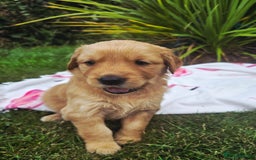 Golden Retriever dogs for sale: *Beautiful kc/Dna clear Golden retriever pups* - Image 7