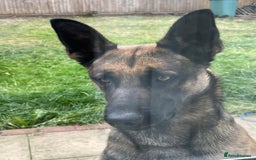 Belgian Shepherd Dog dogs for sale: Nicki - Image 4