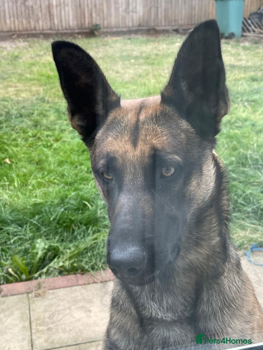 Belgian Shepherd Dog dogs for sale: Nicki - Image 4