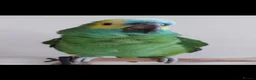 Parrots birds for sale: Amazing blue front Amazon parrot  - Advert 2