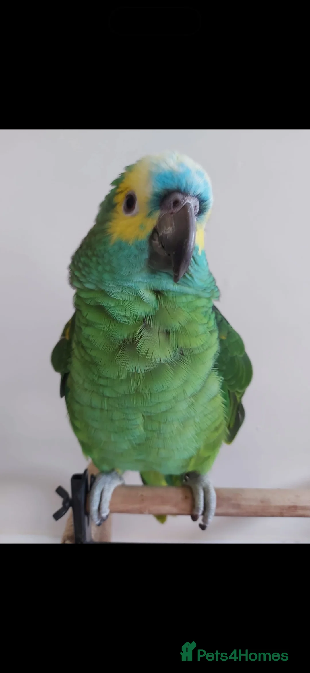 Parrots birds for sale: Amazing blue front Amazon parrot  - Advert 2