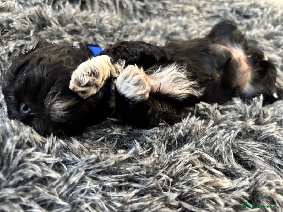Mixed Breed dogs for sale: Beautiful Sproodle x Lhasa Apso Puppies - Advert 15