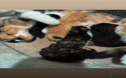 Mixed Breed cats for sale: Mixed kittens Bsh x Persian  - Image 5