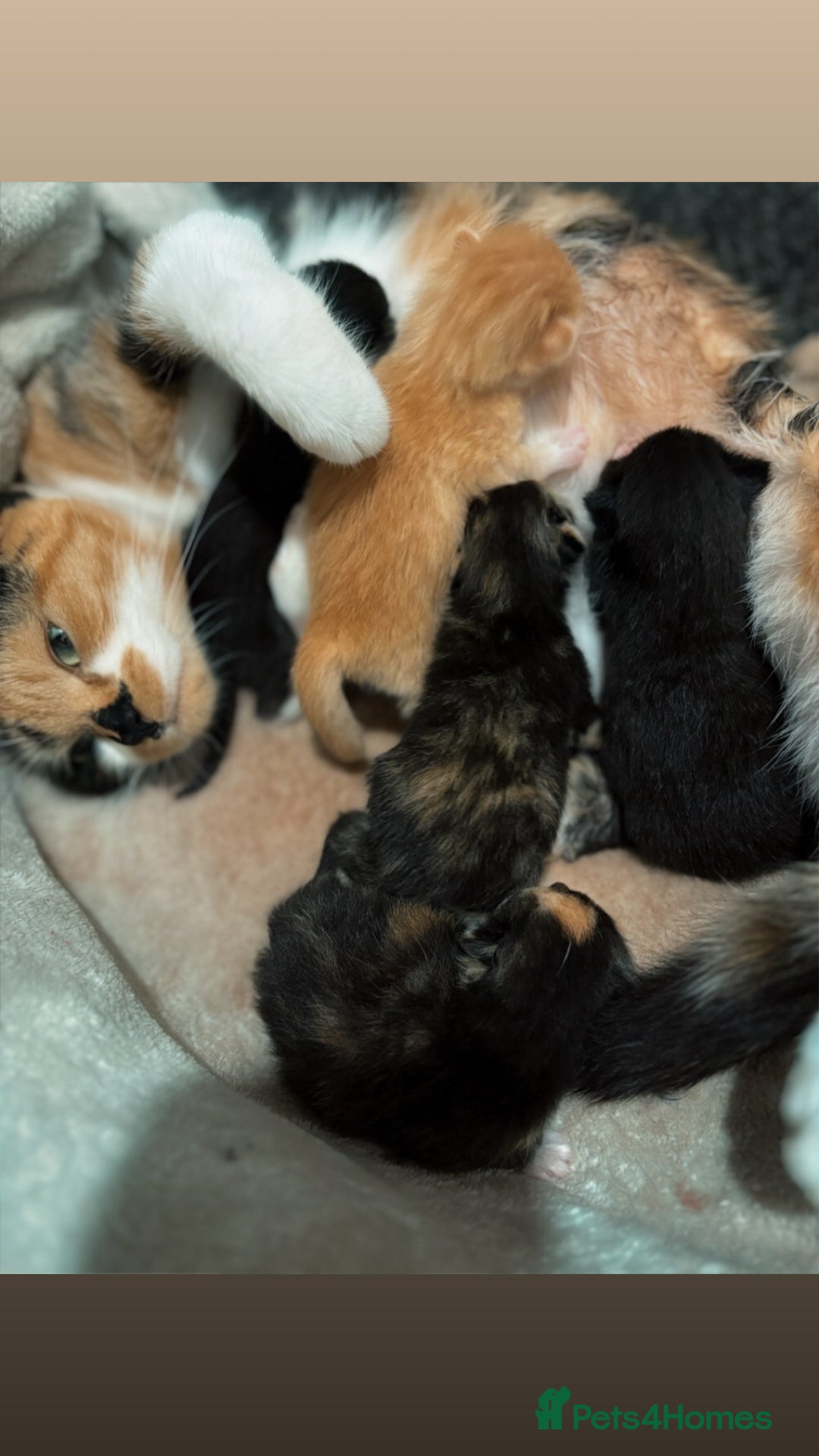 Mixed Breed cats for sale: Mixed kittens Bsh x Persian  - Image 5
