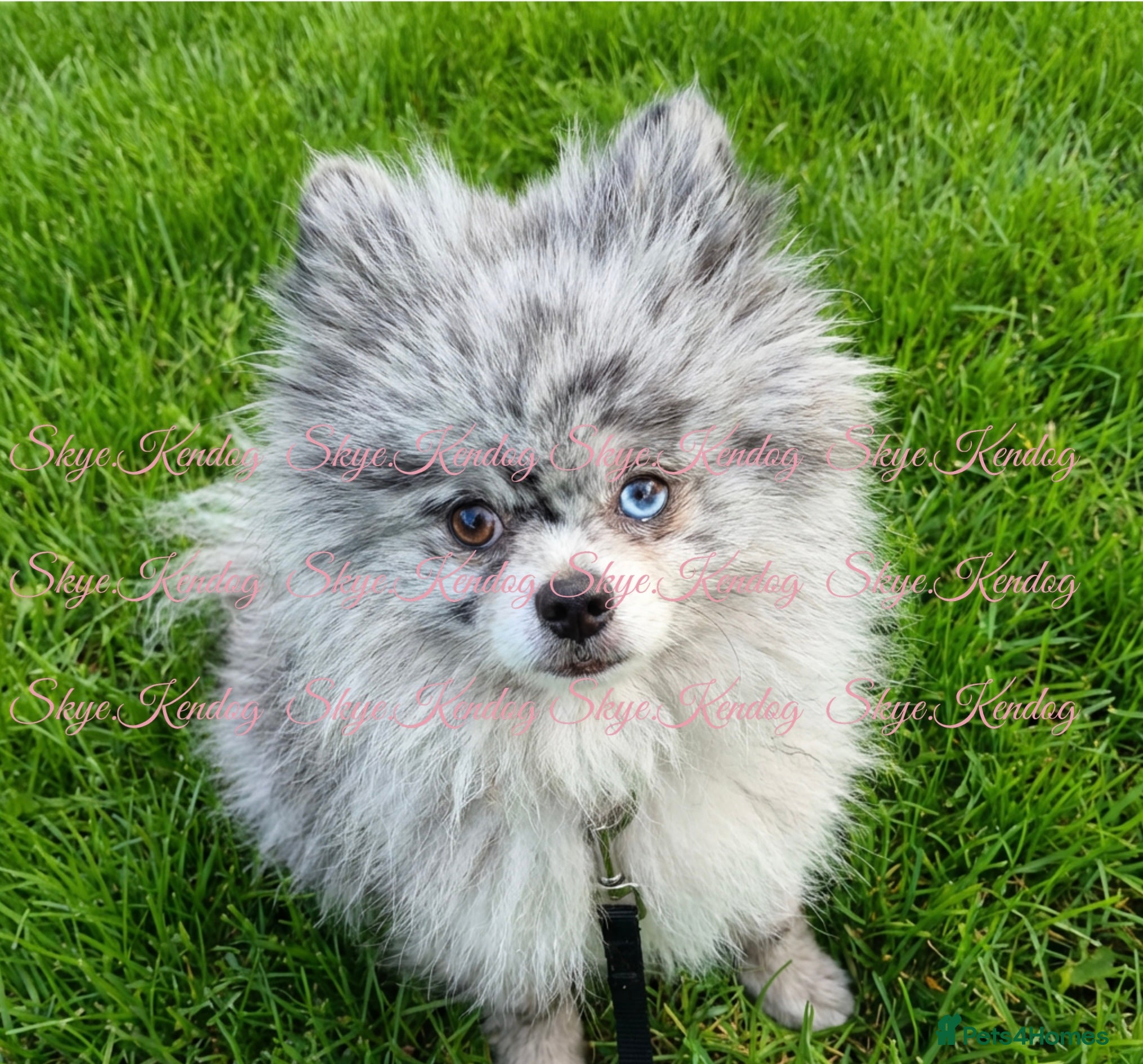 Pomeranian dogs KCREG BLUE MERLE TEDYBEAR POMERANIAN HETEROCHROMIA - Advert 10