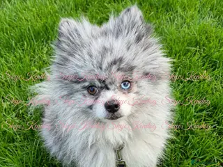 Pomeranian dogs KCREG BLUE MERLE TEDYBEAR POMERANIAN HETEROCHROMIA - Advert 10