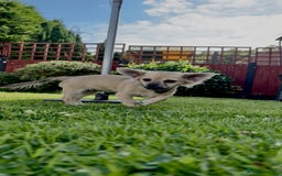 Chug dogs for sale: Male  - Image 4