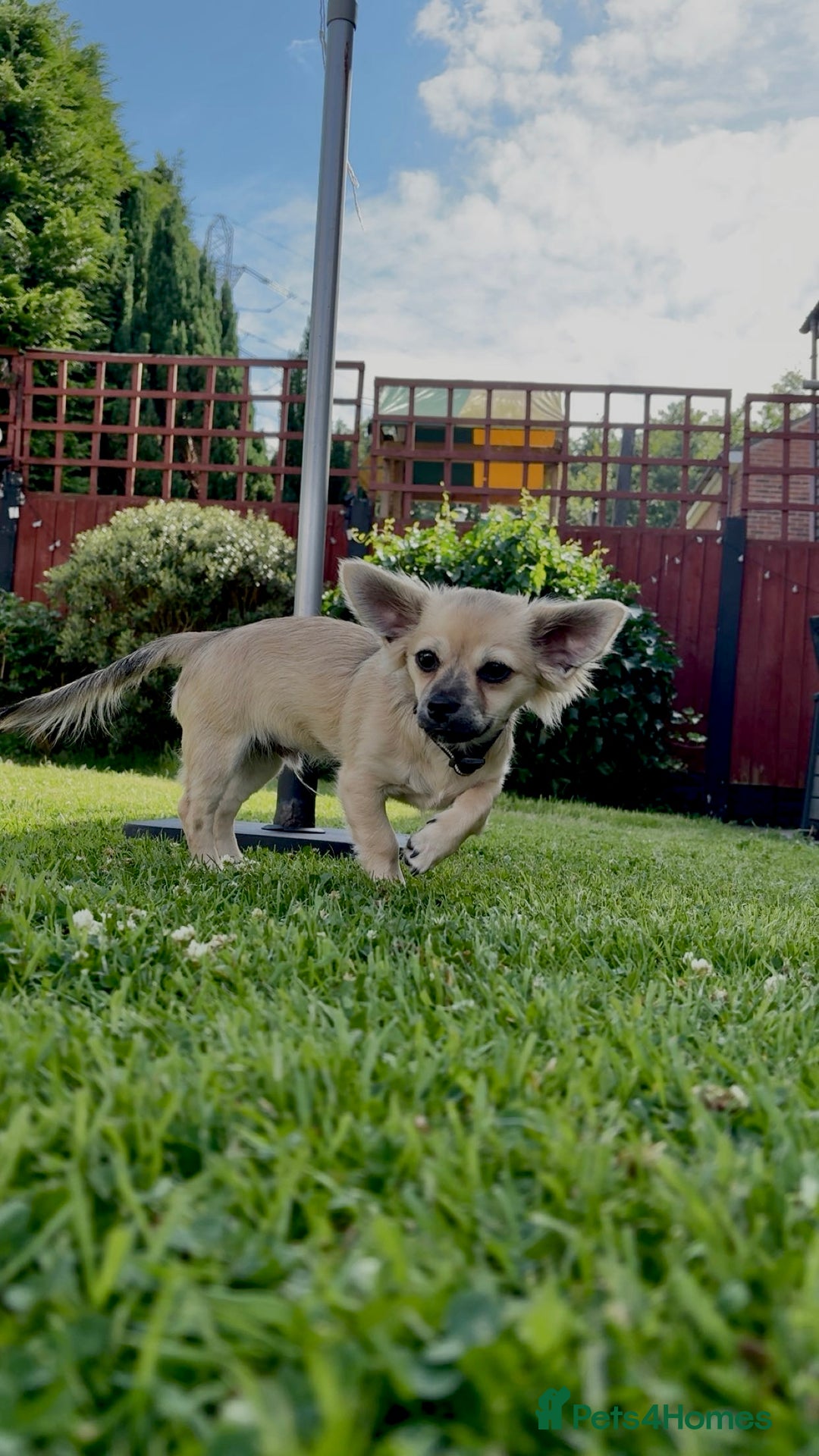 Chug dogs for sale: Male  - Image 4