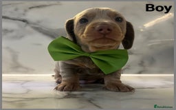Dachshund dogs for sale: Dutch hound Puppys Miniature - Image 9