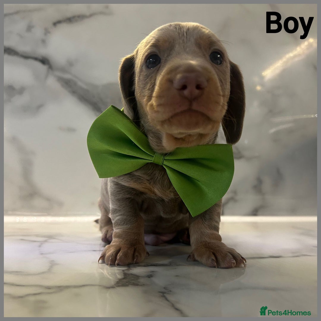 Dachshund dogs for sale: Dutch hound Puppys Miniature - Image 9