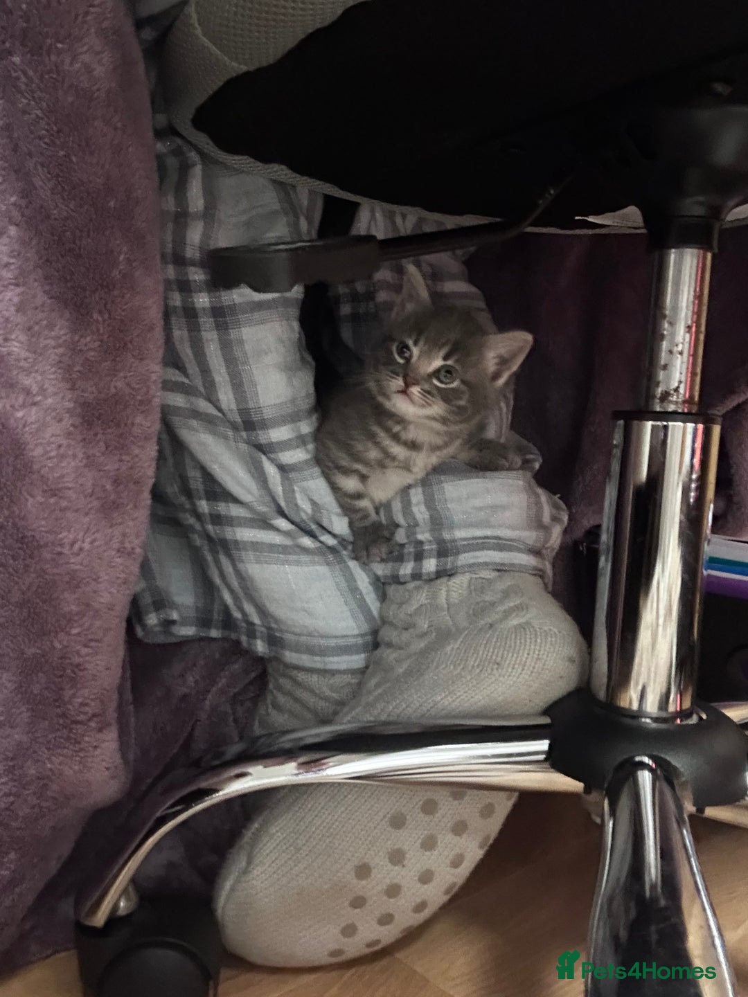 Mixed Breed cats for sale: 3 little grey cuties  - Advert 8