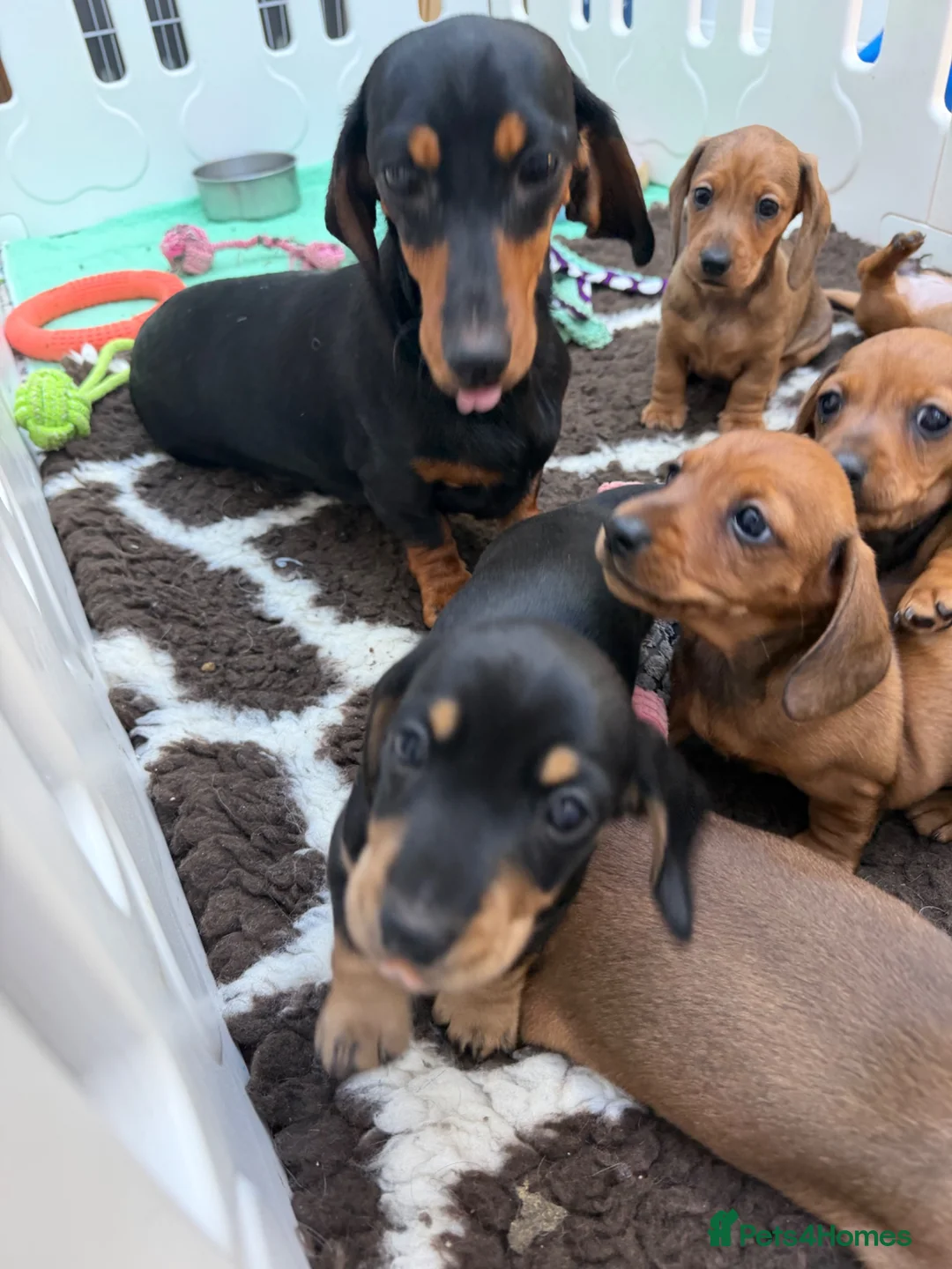 Miniature Dachshund dogs for sale: Black and cream KC registered boy  - Advert 2