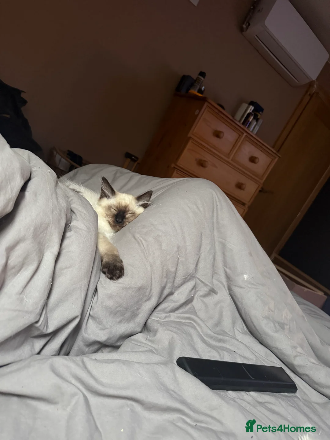 Ragdoll cats for sale: 2 boys for £700 (one from my other advert) - Advert 2
