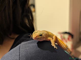 Gecko reptiles Gecko - Advert 7