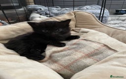 Mixed Breed cats for sale: Super cute fun kittens - Image 9
