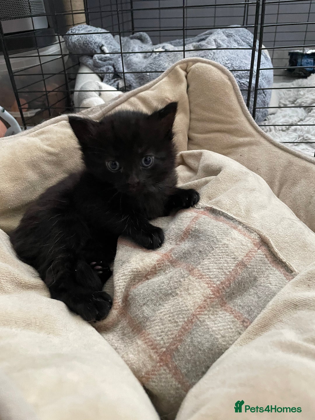 Mixed Breed cats for sale: Super cute fun kittens - Image 9