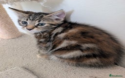 Mixed Breed cats for sale: Adorable kittens ready for new homes - Image 2