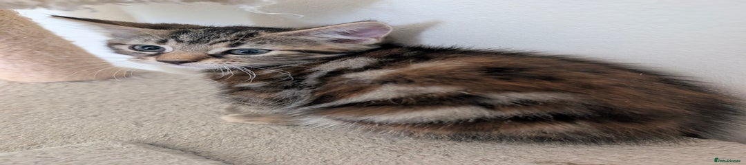 Mixed Breed Kitten 2