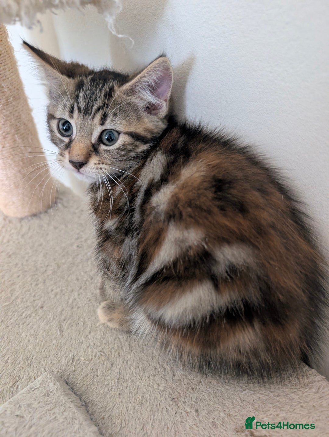 Mixed Breed cats for sale: Adorable kittens ready for new homes - Image 2