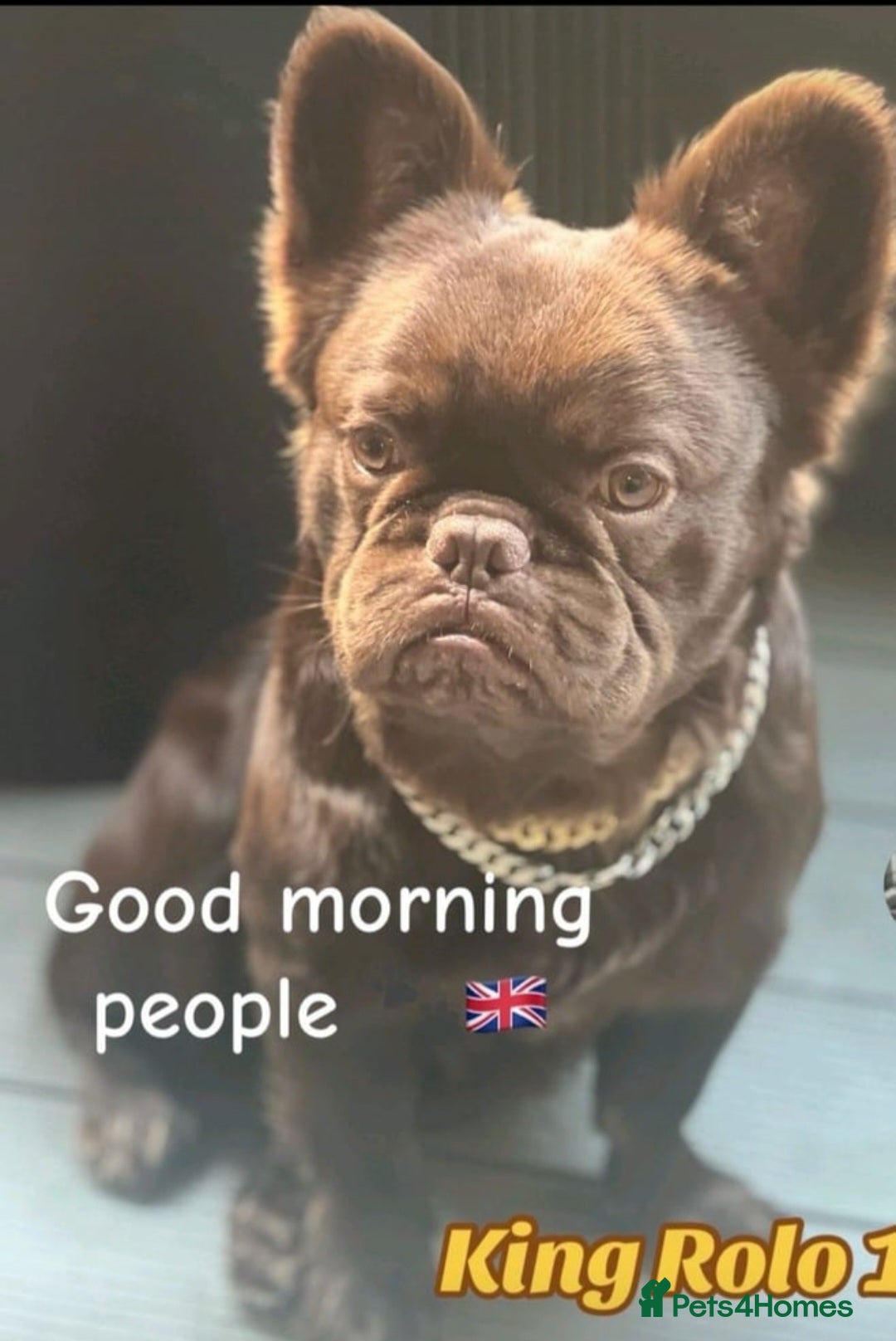 French Bulldog dogs for sale: Full fluffy chocolate rojo & Isabella (Girl) - Image 4