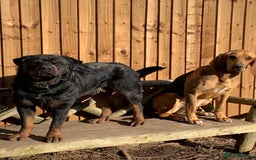 Bloodhound dogs for sale: Rehoming Bloodhound 4 years old  - Image 6