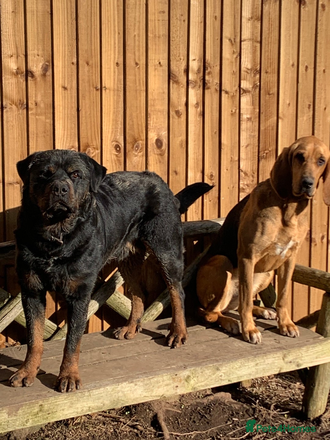 Bloodhound dogs for sale: Rehoming Bloodhound 4 years old  - Image 6