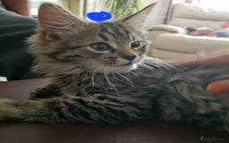 Bengal cats for sale: Elven Bengals - Image 16