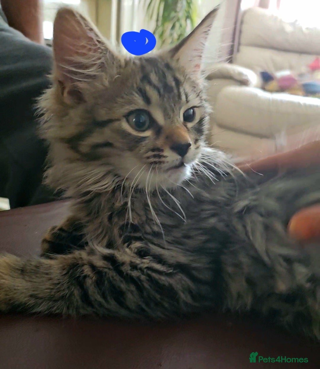 Bengal cats for sale: Elven Bengals - Image 16
