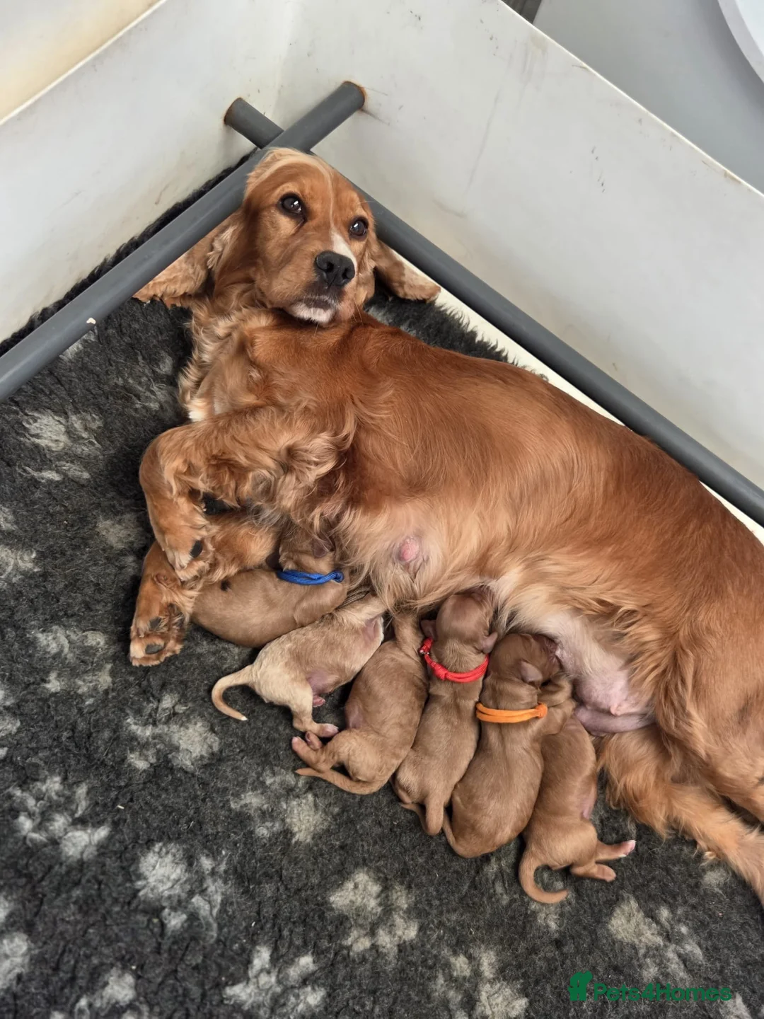 Cockapoo dogs for sale: Gorgeous cockapoo pups - Advert 1