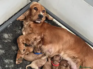 Cockapoo dogs Gorgeous cockapoo pups - Advert 5
