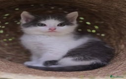 Ragdoll cats for sale: Ragdoll X Maine Coon Kittens  - Image 2