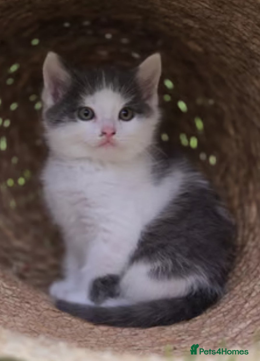 Ragdoll cats for sale: Ragdoll X Maine Coon Kittens  - Image 2