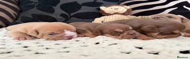 English Bulldog 4 - Eric