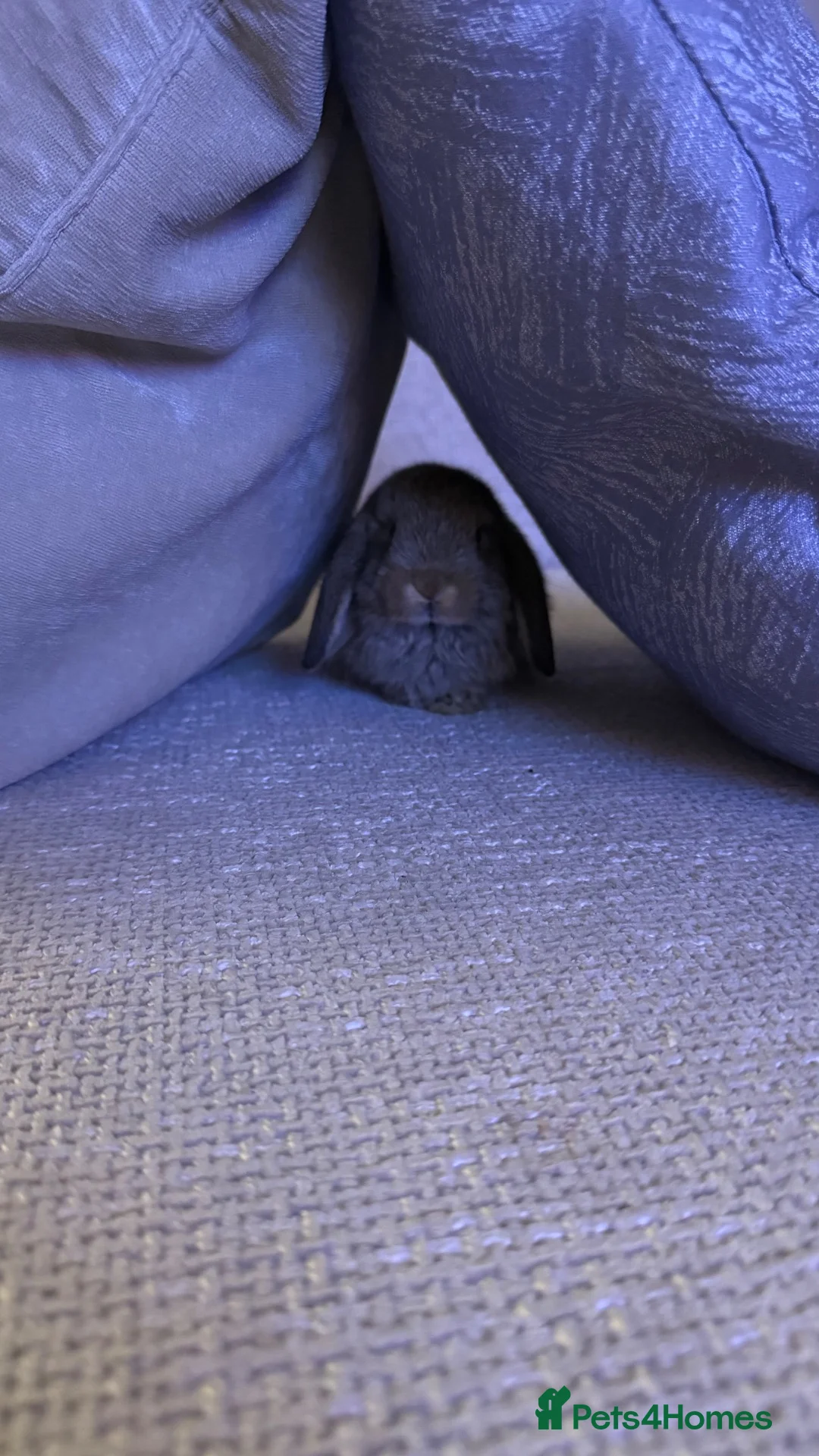 Mini Lop rabbits for sale: Mini Lop For Sale - Advert 2